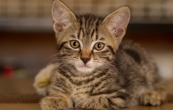 Взгляд, портрет, мордочка, котёнок, котейка