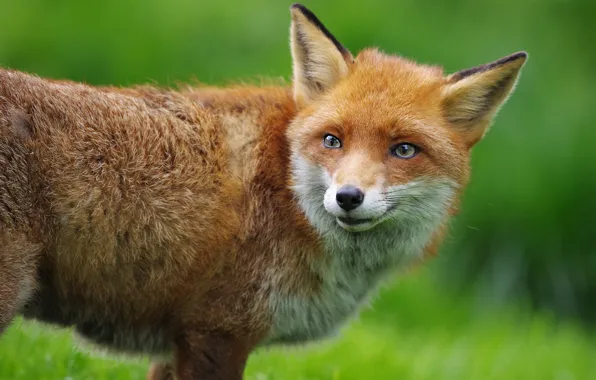 Взгляд, фон, лиса, рыжая