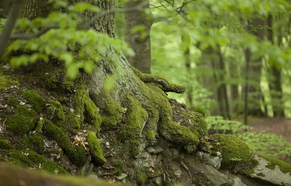 Лес, деревья, мох