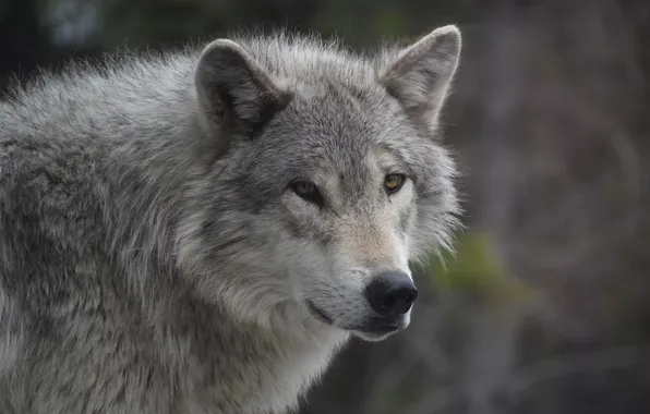 Картинка nature, predator, animal, wolf, wildlife, portrait, portrait., Canis lupus. face