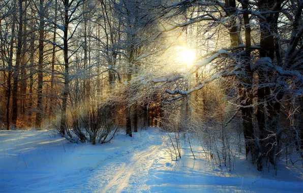 Картинка зима, дорога, лес, небо, снег, деревья, пейзаж, природа
