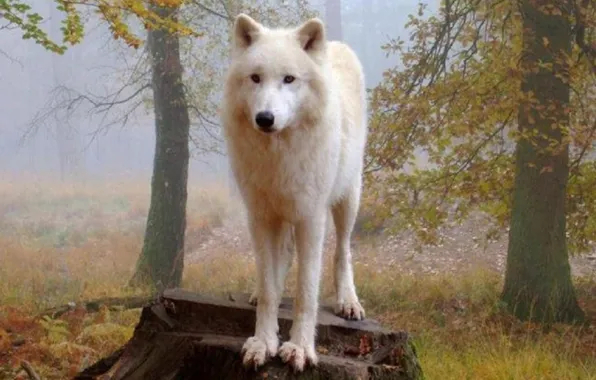 Nature, predator, animal, wolf, wildlife, portrait, portrait., Canis lupus. face