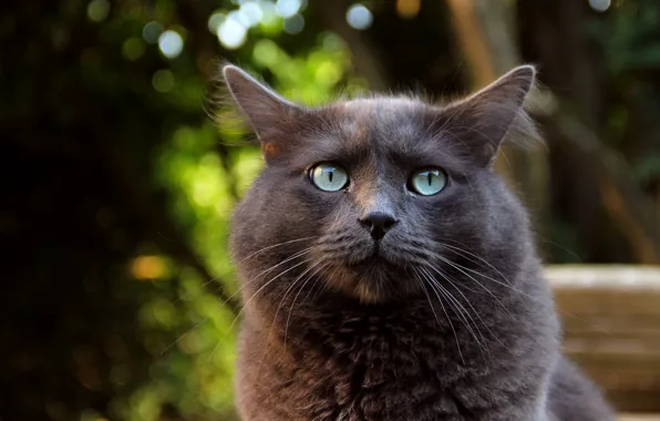 Картинка кот, взгляд, макро, фон, животное, уши, зеленве глаза