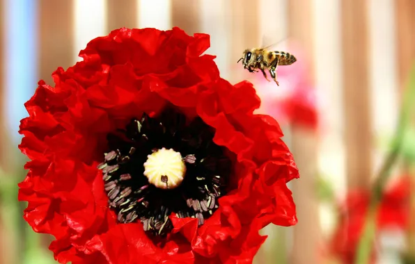 Картинка цветок, лето, природа, пчела, обои, лепестки