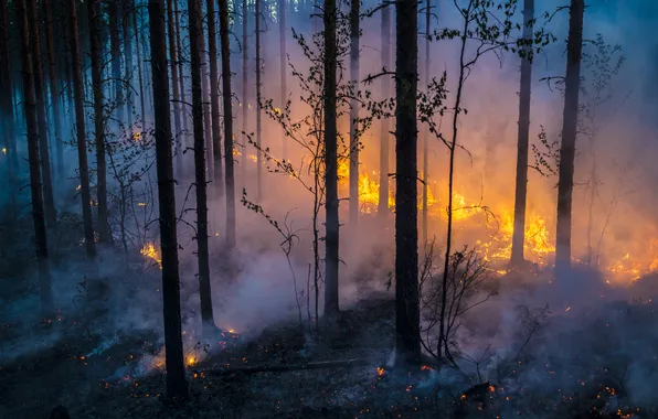 Картинка лес, пожар, огонь, дым