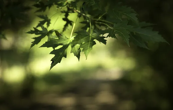 Листья, дерево, ветка, зеленые