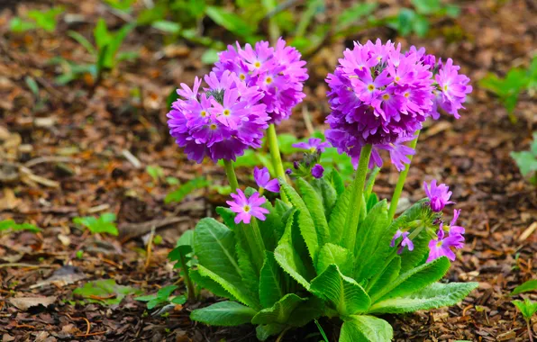 Flower, spring, primroses