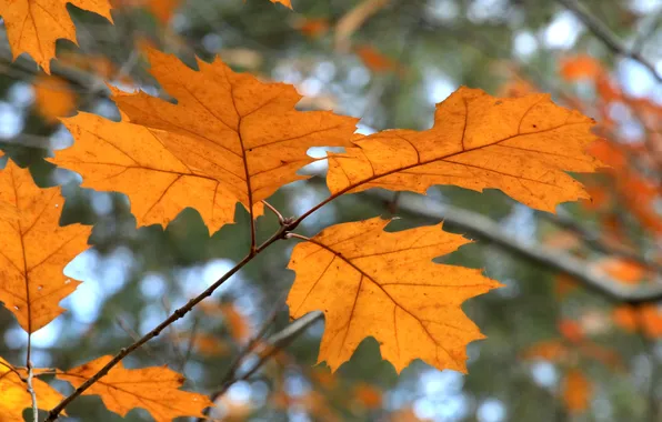 Autumn, leafs, twig