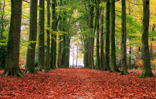 Картинка осень, листья, деревья, парк, аллея