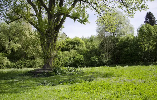 Картинка Зелень, Природа, Поле, Трава, Лето, Nature, Grass, Green