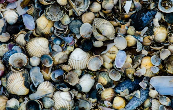 Sea, rocks, shells