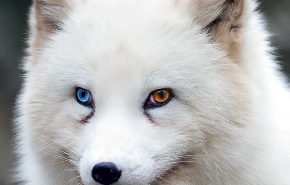 Fox, brown eyes, blue eyes, animal, wildlife, fur, ears, close up