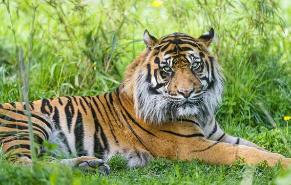 Трава, тигр, отдых, ©Tambako The Jaguar, суматранский