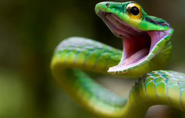Картинка атака, змея, дикая природа, Costa Rica, Green Snake