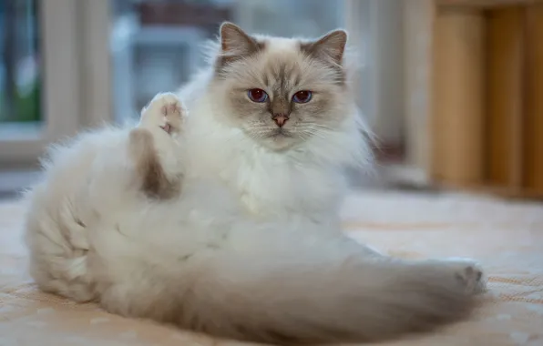 Кошка, кот, взгляд, поза, мордашка, пушистая, рэгдолл