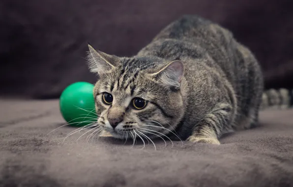 Кошка, кот, серый, игра, мяч, шарик, пол, мячик