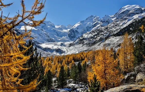 Осень, деревья, горы, Швейцария, Альпы, Switzerland, Alps, Morteratsch Glacier