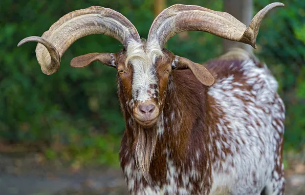 Картинка horns, look, goat