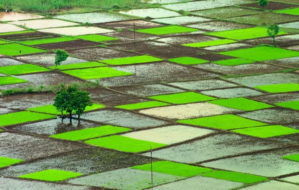 Индия, рисовые поля, Ратнагири, Махараштра