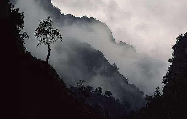 Горы, туман, Дерево, склон