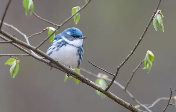 Природа, птица, Голубой лесной певун