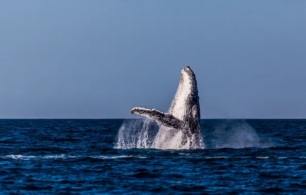 Sea, ocean, blue, water, seascape, splash, animal, jumping