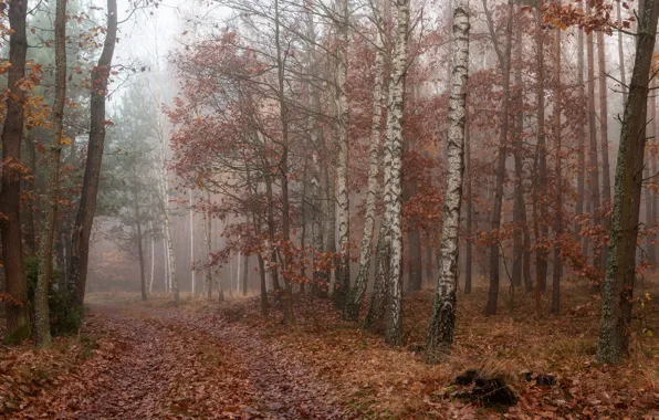 Дорога, осень, лес, деревья, ветки, туман, листва, березы