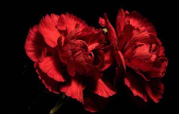 Цветы, фон, Red Carnations
