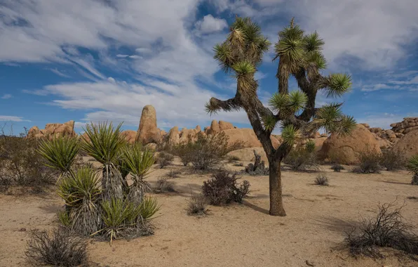 Картинка песок, пустыня, Калифорния, США, California, Joshua Tree National Park, Riverside, дерево Джошуа