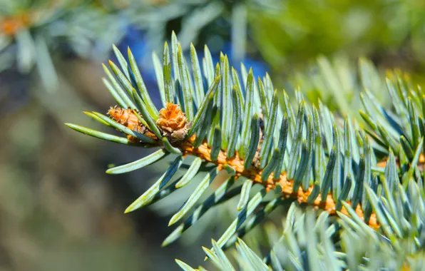 Plant, spruce, twig
