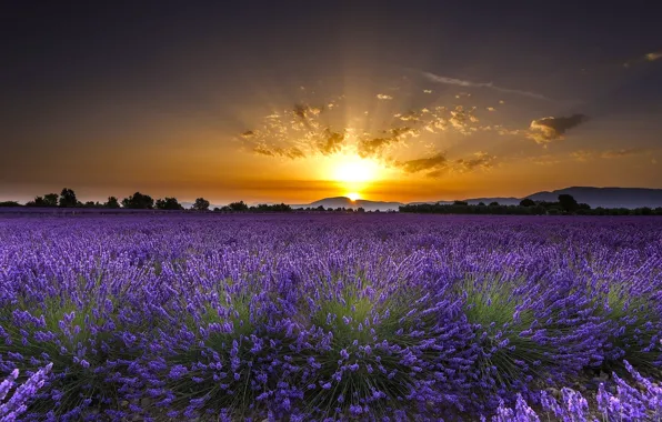 Картинка поле, цветы, восход, рассвет, Франция, France, лаванда, Валансоль