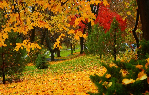 Картинка Осень, Деревья, Парк, Fall, Листва, Park, Autumn, Colors