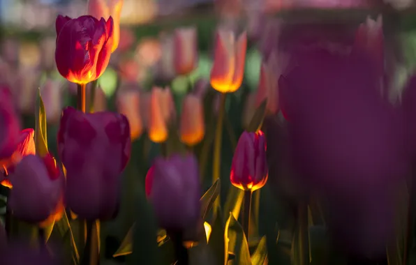 Картинка поле, свет, цветы, фокус, подсветка, тюльпаны