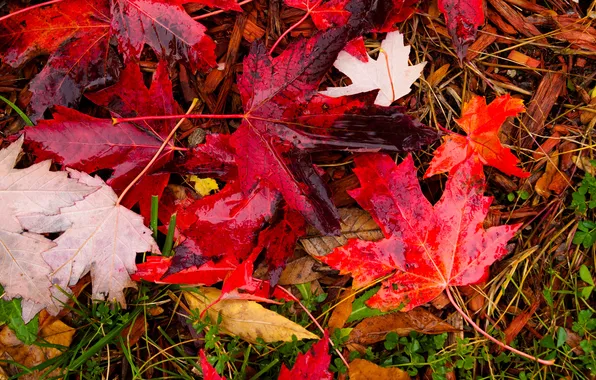 Картинка осень, трава, листья, вода, капли, макро