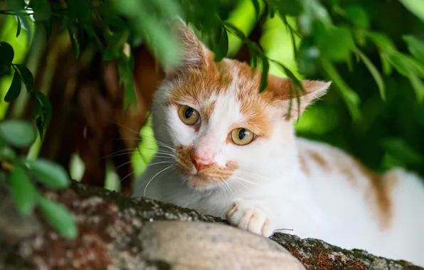 Кошка, кот, взгляд, морда, листья, природа, поза, портрет