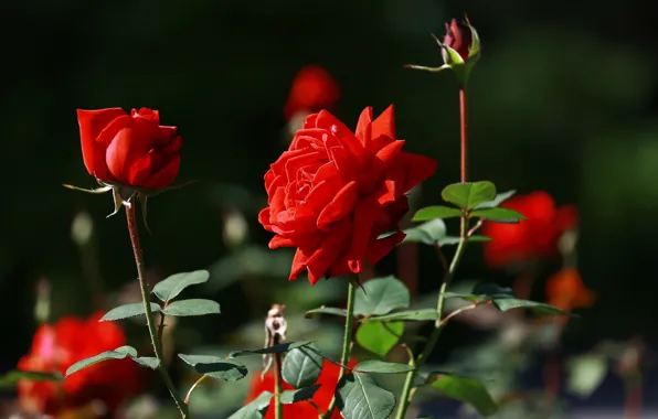 Картинка лето, красота, красные розы