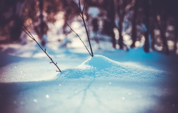 Картинка зима, лес, макро, снег, снежинки, ветки, природа, ветви