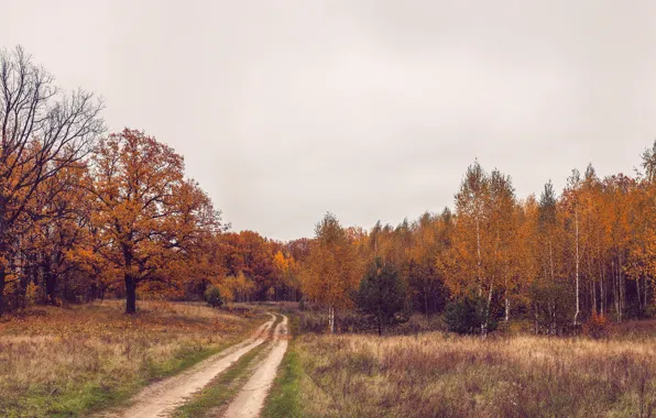 Дорога, поле, осень, лес, деревья, пейзаж, простор, дуб