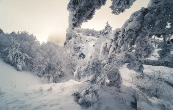 Снег, деревья, Природа, Крым, Ай-Петри