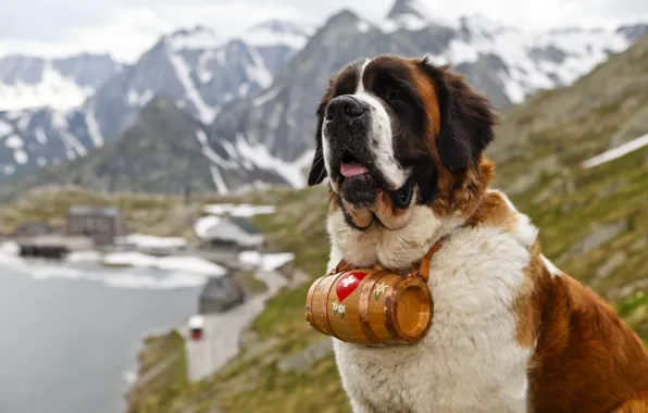 Картинка горы, собака, спасатель, Сенбернар