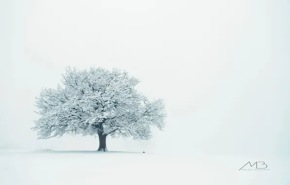 Зима, одинокое дерево, Winter, Mihai Romeo Bogdan