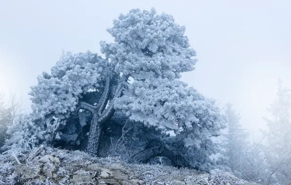 Зима, иней, небо, снег, природа, туман, камни, дерево