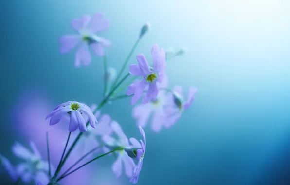 Цветы, фон, нежный, фиолет