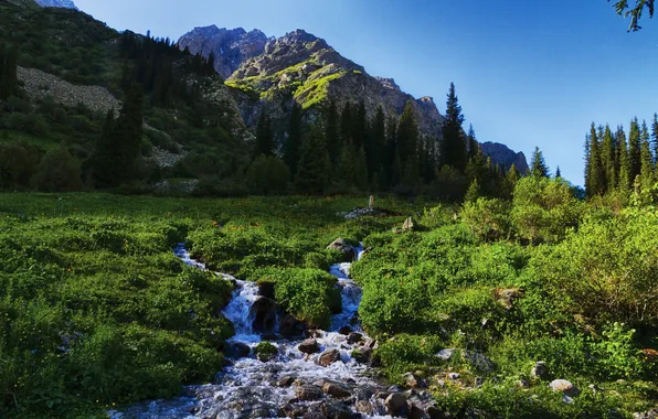 Картинка трава, пейзаж, горы, природа, ручей, фото, Kyrgyzstan, Tian Shan