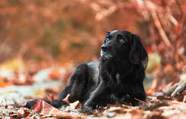Осень, взгляд, друг, собака