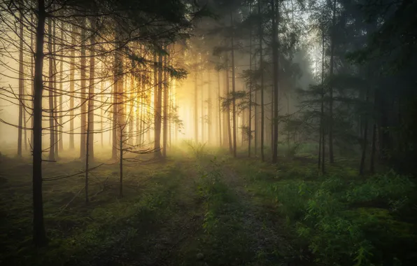 Лес, деревья, туман, рассвет, утро, Германия, Бавария, Germany