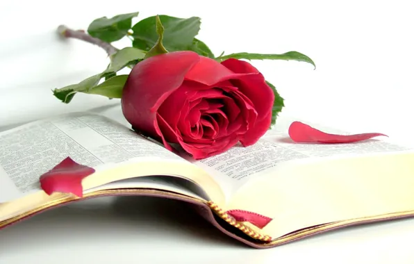 Роза, красота, книга, библия, открытая книга, мудрость