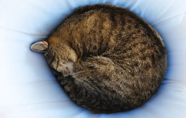 Кошка, спит, photographer, Giovanni Zacche, полсатая, клубком