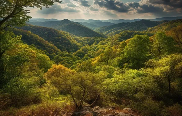 Лес, облака, деревья, пейзаж, горы, природа, камни, холмы