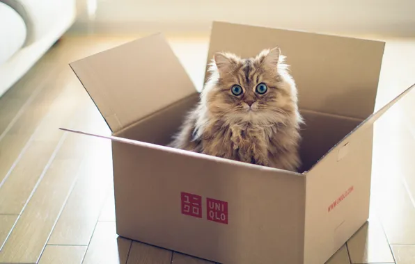 Кошка, коробка, torode